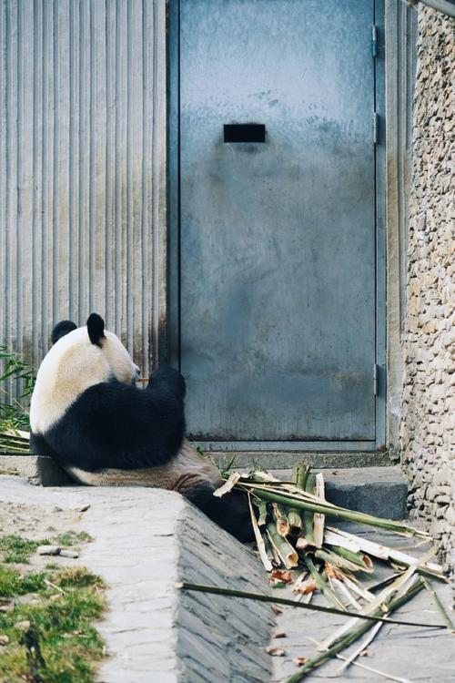 旅行熊猫